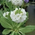 Primula denticulata 'Prom White' – Gömbös kankalin