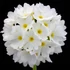 Primula denticulata 'Prom White' – Gömbös kankalin
