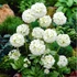 Primula denticulata 'Prom White' – Gömbös kankalin