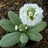 Primula denticulata 'Prom White' – Gömbös kankalin