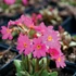 Primula rosea 'Grandiflora' - Rózsakankalin