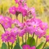 Primula rosea 'Grandiflora' - Rózsakankalin