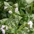 Pulmonaria 'Moonshine' – Tüdőfű