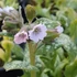 Pulmonaria 'Moonshine' – Tüdőfű