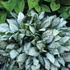 Pulmonaria 'Moonshine' – Tüdőfű