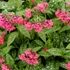 Pulmonaria 'Shrimps on the Barbie' – Tüdőfű