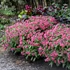 Pulmonaria 'Shrimps on the Barbie' – Tüdőfű