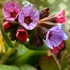 Pulmonaria 'Shrimps on the Barbie' – Tüdőfű