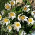 Pulsatilla vulgaris 'Pinwheel White' - Nyugati kökörcsin