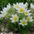 Pulsatilla vulgaris 'Pinwheel White' - Nyugati kökörcsin