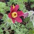 Pulsatilla vulgaris 'Röde Klokke' (syn.: 'Rote Glocke') - Nyugati kökörcsin