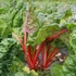 Rheum rhabarbarum – Rebarbara