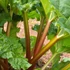 Rheum rhabarbarum – Rebarbara