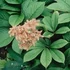 Rodgersia pinnata - Tenyeres tópartifű