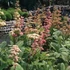 Rodgersia pinnata - Tenyeres tópartifű