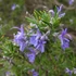 Rosmarinus officinalis 'Capri' – Rozmaring