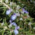 Rosmarinus officinalis 'Capri' – Rozmaring