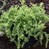 Rosmarinus officinalis 'Capri' – Rozmaring