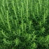 Rosmarinus officinalis 'Harmat' – Rozmaring