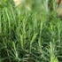 Rosmarinus officinalis 'Harmat' – Rozmaring