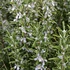 Rosmarinus officinalis 'Harmat' – Rozmaring