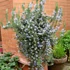 Rosmarinus officinalis 'Prostratus' – Kúszó rozmaring