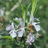Rosmarinus officinalis 'Prostratus' – Kúszó rozmaring