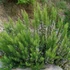 Rosmarinus officinalis - Rozmaring
