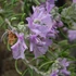 Rosmarinus officinalis - Rozmaring