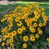 Rudbeckia fulgida 'Goldsturm' - Sárga pompás kúpvirág