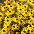 Rudbeckia fulgida 'Goldsturm' - Sárga pompás kúpvirág
