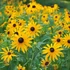 Rudbeckia fulgida 'Goldsturm' - Sárga pompás kúpvirág