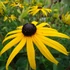 Rudbeckia fulgida 'Goldsturm' - Sárga pompás kúpvirág
