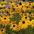 Rudbeckia fulgida var. deamii – Kúpvirág