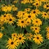 Rudbeckia fulgida var. deamii – Kúpvirág