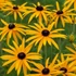 Rudbeckia fulgida var. deamii – Kúpvirág