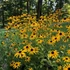Rudbeckia fulgida var. deamii – Kúpvirág