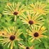 Rudbeckia subtomentosa 'Little Henry' – Kúpvirág