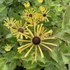 Rudbeckia subtomentosa 'Little Henry' – Kúpvirág