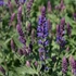 Salvia nemorosa 'Night Field' – Ligeti zsálya