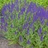 Salvia nemorosa 'Night Field' – Ligeti zsálya