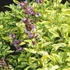 Salvia officinalis 'Aurea' – Orvosi zsálya