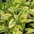 Salvia officinalis 'Aurea' – Orvosi zsálya