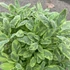 Salvia officinalis 'Aurea' – Orvosi zsálya