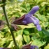 Salvia officinalis 'Aurea' – Orvosi zsálya