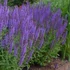 Salvia nemorosa 'Blauhügel' - Ligeti zsálya