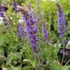 Salvia nemorosa 'Blauhügel' - Ligeti zsálya