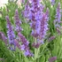 Salvia nemorosa 'Blauhügel' - Ligeti zsálya