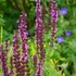Salvia nemorosa 'Caradonna Pink' – Ligeti zsálya