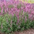Salvia nemorosa 'Caradonna Pink' – Ligeti zsálya